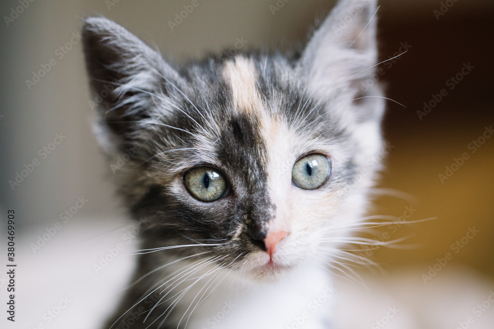 Portrait of a little cat