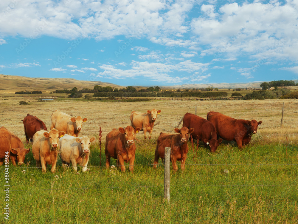 Cattle in a field in Saskatchewan Canada