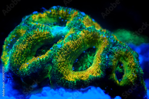 Acanthastrea Micromussa lordhowensis LPS coral in close up photography 