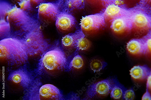 Macro on Yellow polyps turbunaria LPS coral - Turbinaria mesenterina photo