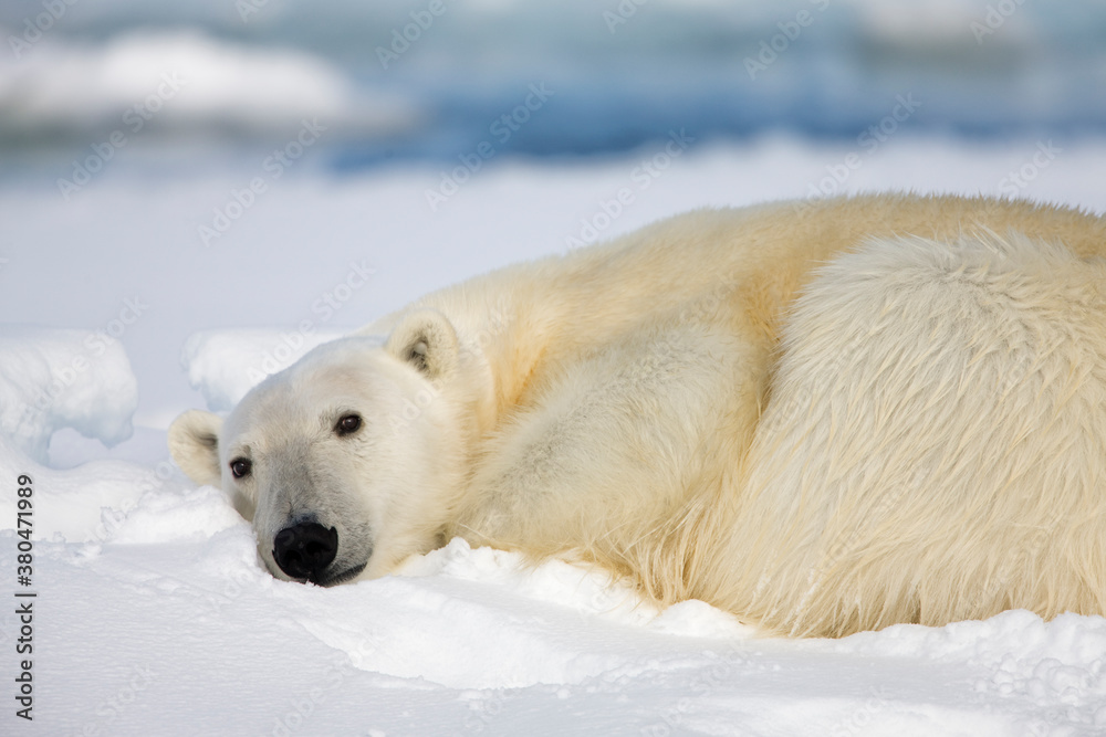 Polar Bear, Svalbard, Norway