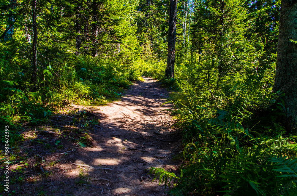 dense green forest. Summer winding path between the trees dense green forest. Summer winding path between the trees