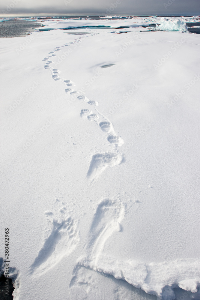 Polar Bear Tracks in Snow, Svalbard, Norway