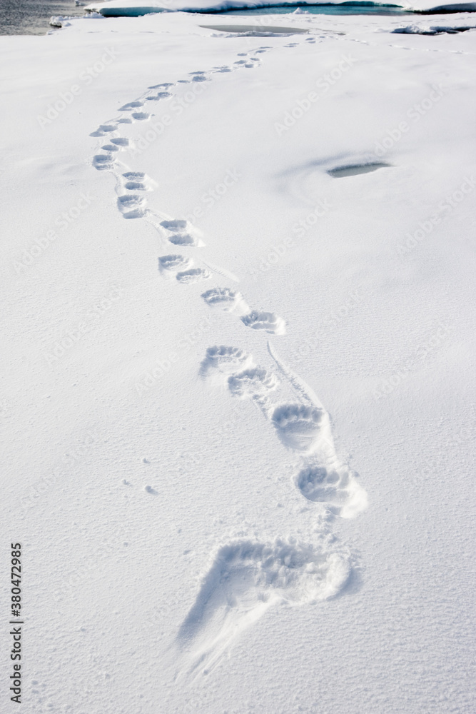 Polar Bear Tracks in Snow, Svalbard, Norway Polar Bear Tracks in Snow, Svalbard, Norway