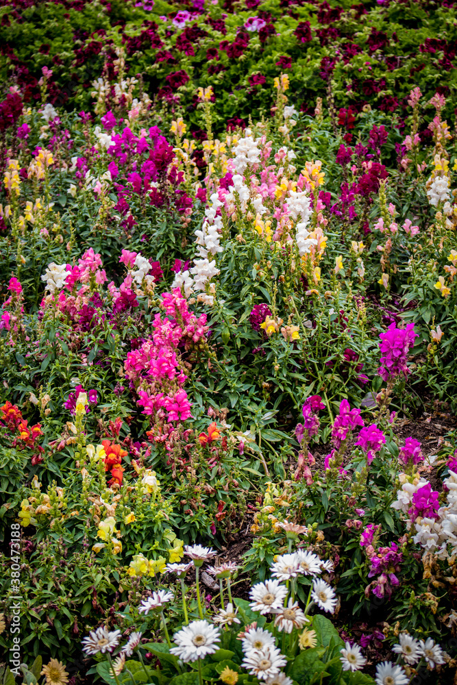 Rainbow Colored Snapdragon Flowers Bloom among Geraniums and Daisies in a Garden outside of Amsterdam, Netherlands
