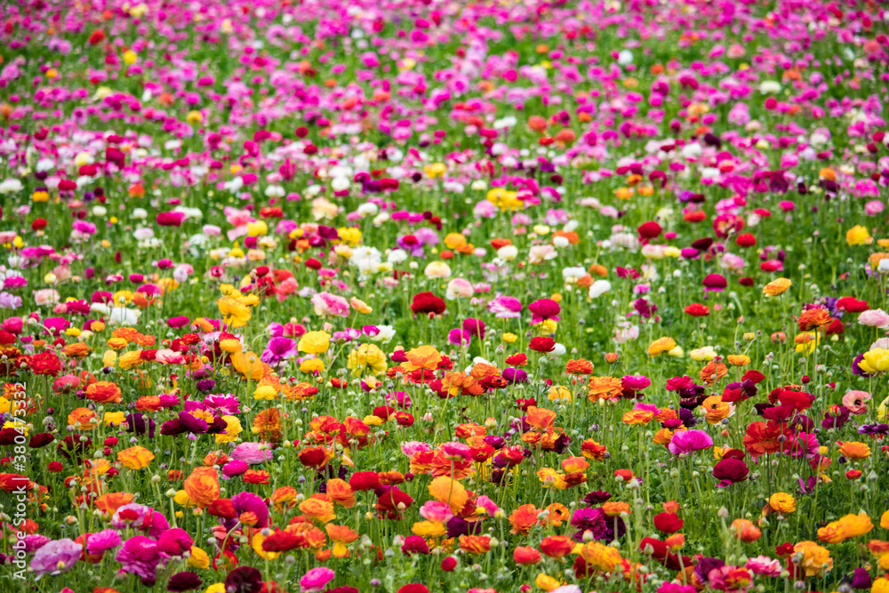 Gorgeous Rows of Rainbow Colored Ranunculus Flowers Blooming in a Field outside of Amsterdam, Netherlands
