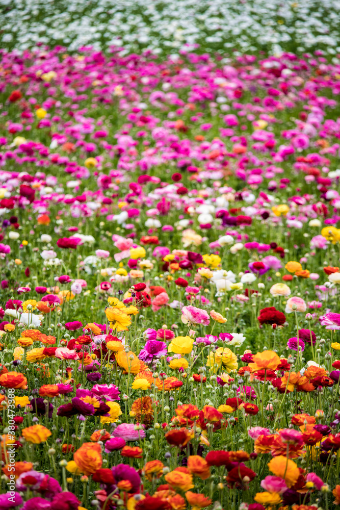 Yellow, Orange, Red, Purple, Pink, and White Ranunculus Flowers Blooming in a Field outside of Amsterdam, Netherlands