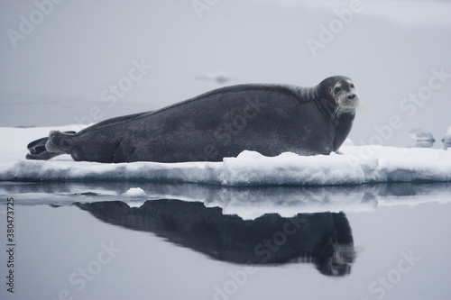 Bearded Seal on Iceberg, Svalbard, Norway