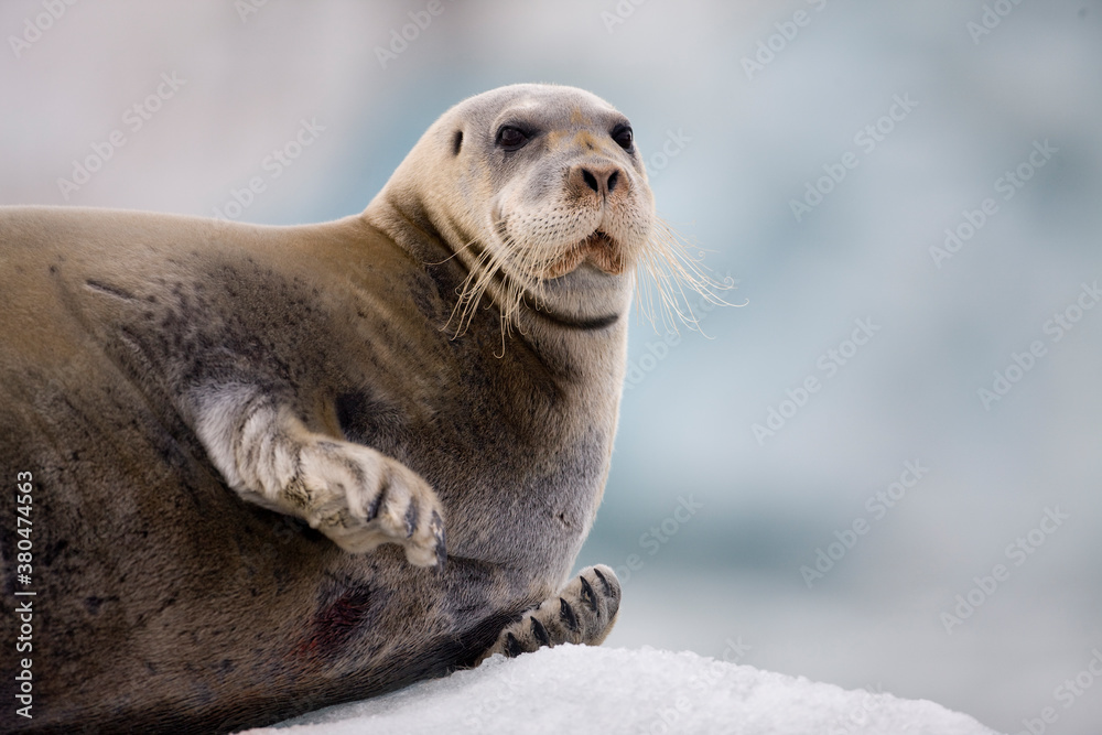 Fototapeta premium Bearded Seal on Iceberg, Svalbard, Norway