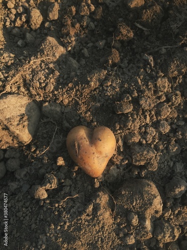 heart shaped potato photo