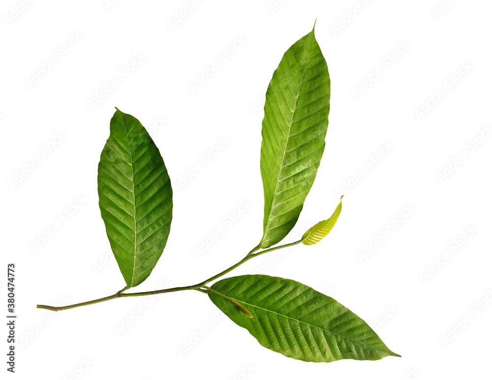 Fototapeta premium green leaves isolated on white background