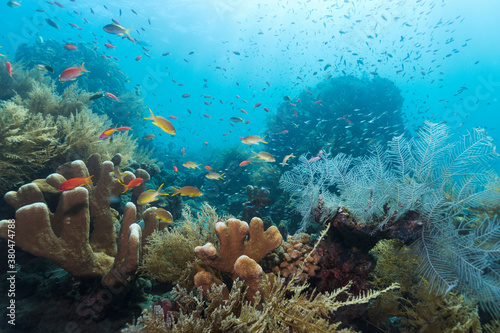 Stunning coral reef