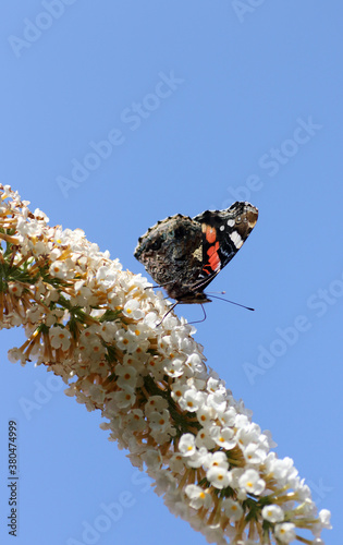 Red admiral butterfly on a butterfly bush photo