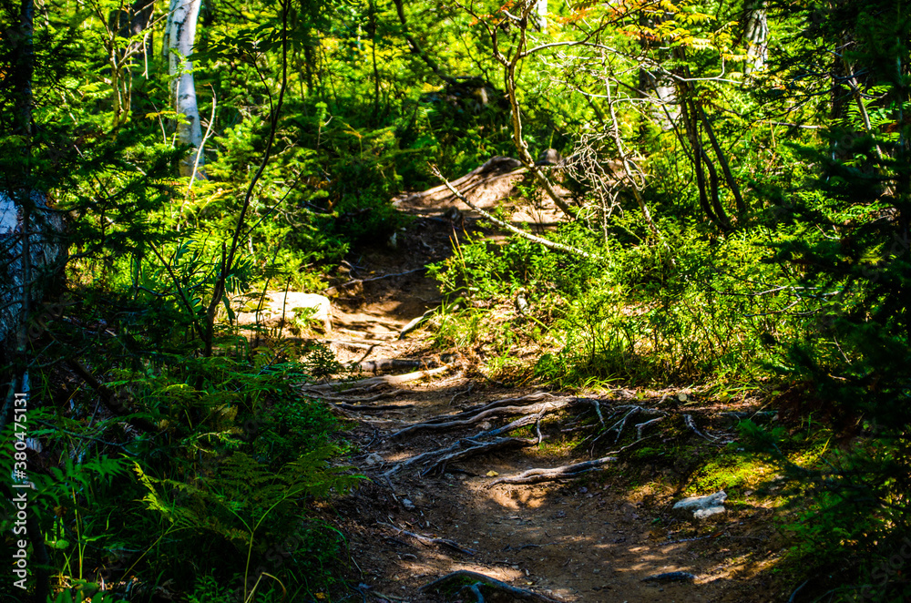 dense green forest. Summer winding path between the trees dense green forest. Summer winding path between the trees