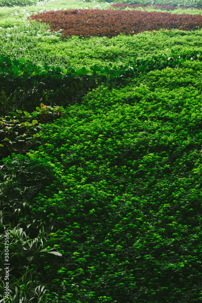 Full frame of wall with plants Full frame of wall with plants