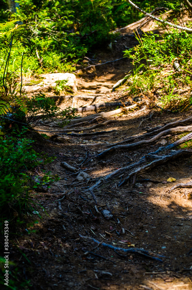 Fototapeta premium dense green forest. Summer winding path between the trees
