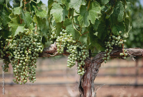 Unripe Cabernet Sauvignon photo