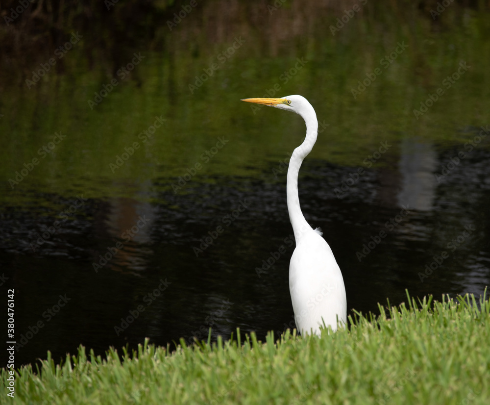 Great white egret with elegant long neck and pointed beak is standing in green grass at the edge of dark water enjoying the open space. Great white egret with elegant long neck and pointed beak is standing in green grass at the edge of dark water enjoying the open space.