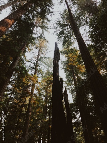 Redwood Trees photo