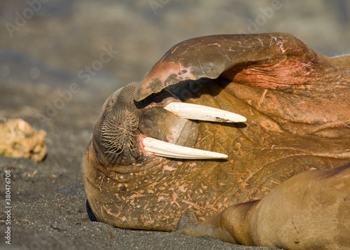 Walrus, Svalbard, Norway