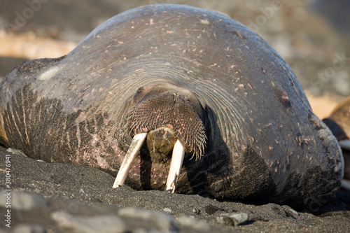 Walrus, Svalbard, Norway