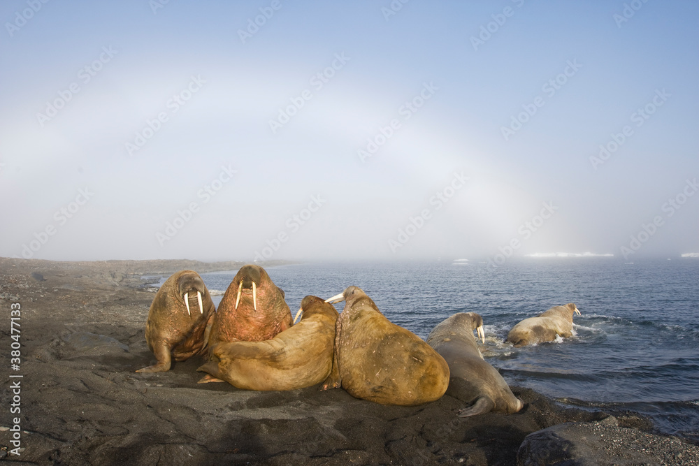 Walrus, Svalbard, Norway Walrus, Svalbard, Norway