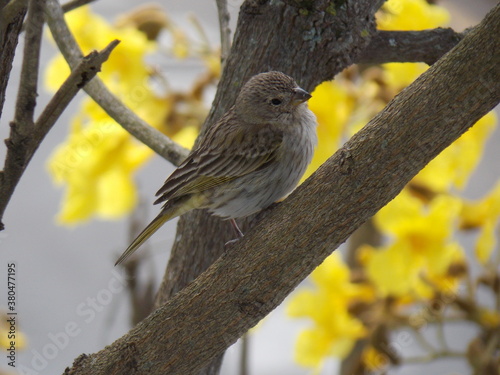 bird - canário - ipê - yellow - tree