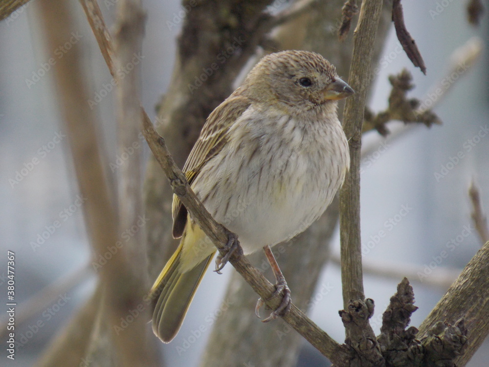 bird - canário - nature - tree - yellow bird - canário - nature - tree - yellow
