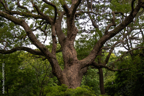 tree in the park