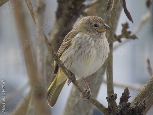 bird - canário - nature - tree - yellow