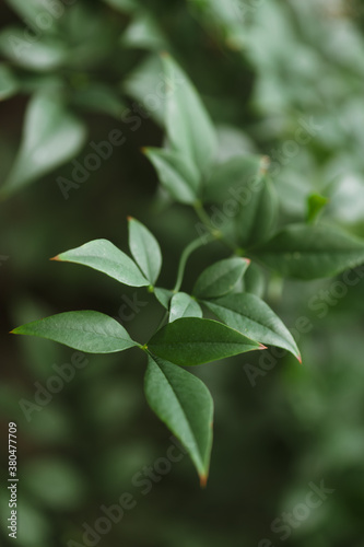 Delicate & Defined Green Leaves photo