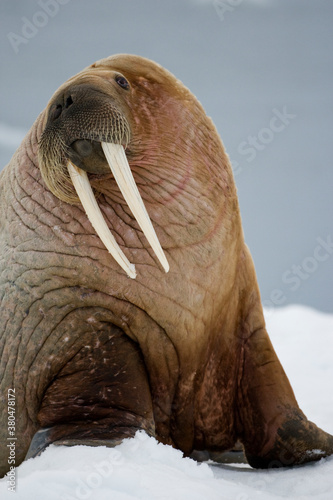 Walrus, Svalbard, Norway