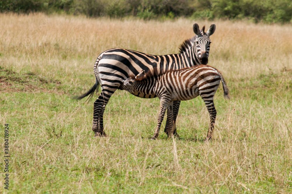Breeding zebra with its mother in Kenia Breeding zebra with its mother in Kenia