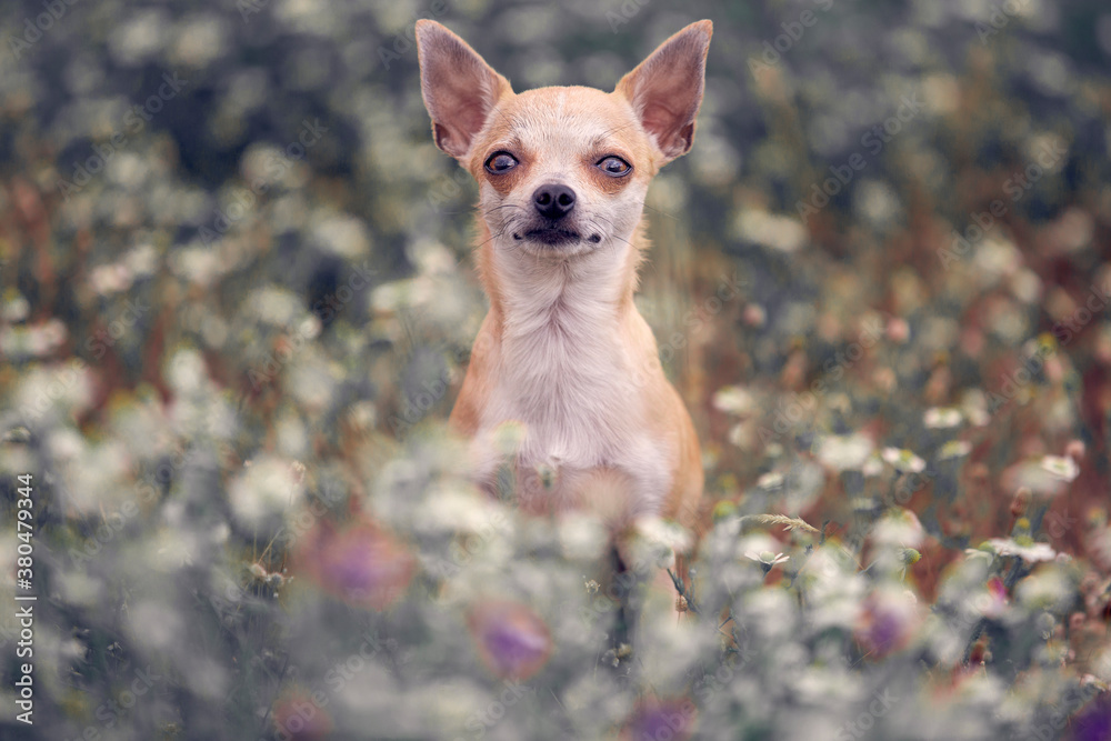 chihuahua dog in the middle of a flower field