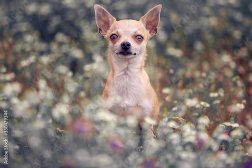 chihuahua dog in the middle of a flower field