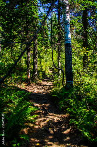 Wallpaper Mural dense green forest. Summer winding path between the trees Torontodigital.ca