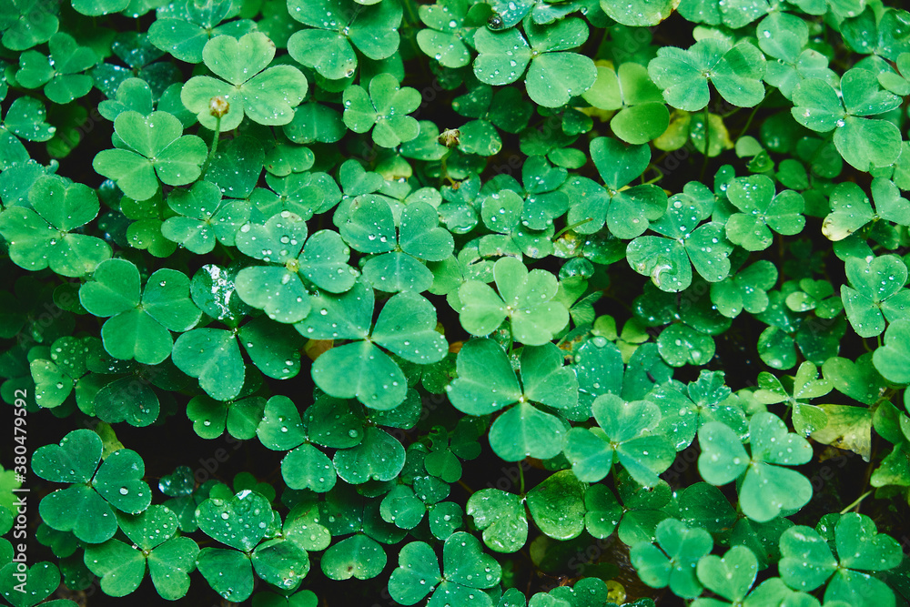 Detail of Clover growing wild. Derbyshire, UK. Detail of Clover growing wild. Derbyshire, UK.