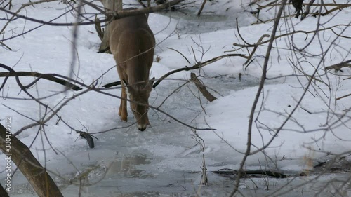 Nice healthy looking deer advancing prudently on icy grounds in cold winter photo