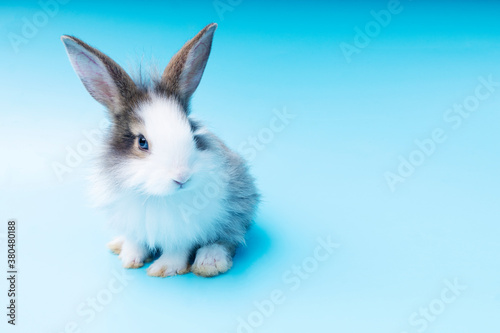 Cute adorable brown and white rabbit sitting on isolated blue background. Lovely baby bunny alone sit on blue background. Easter concept.
