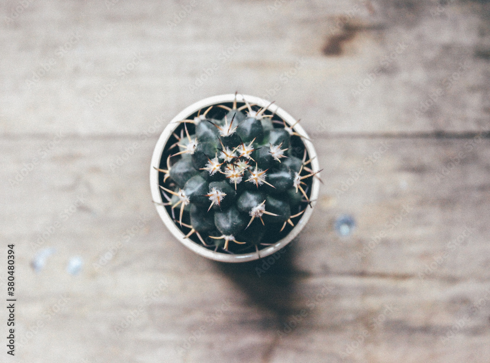 cactus cactus