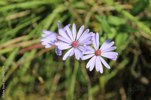 Willow aster blooms at Somme Prairie Nature Preserve in Northbrook, Illinois