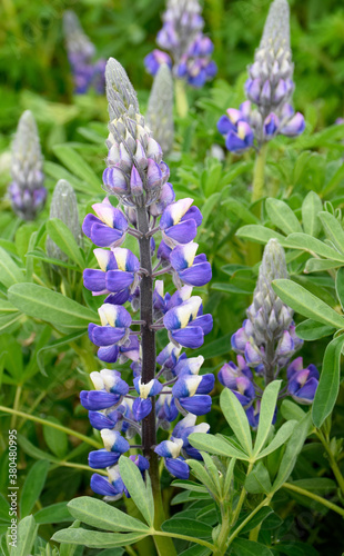 Closeup of Lupine