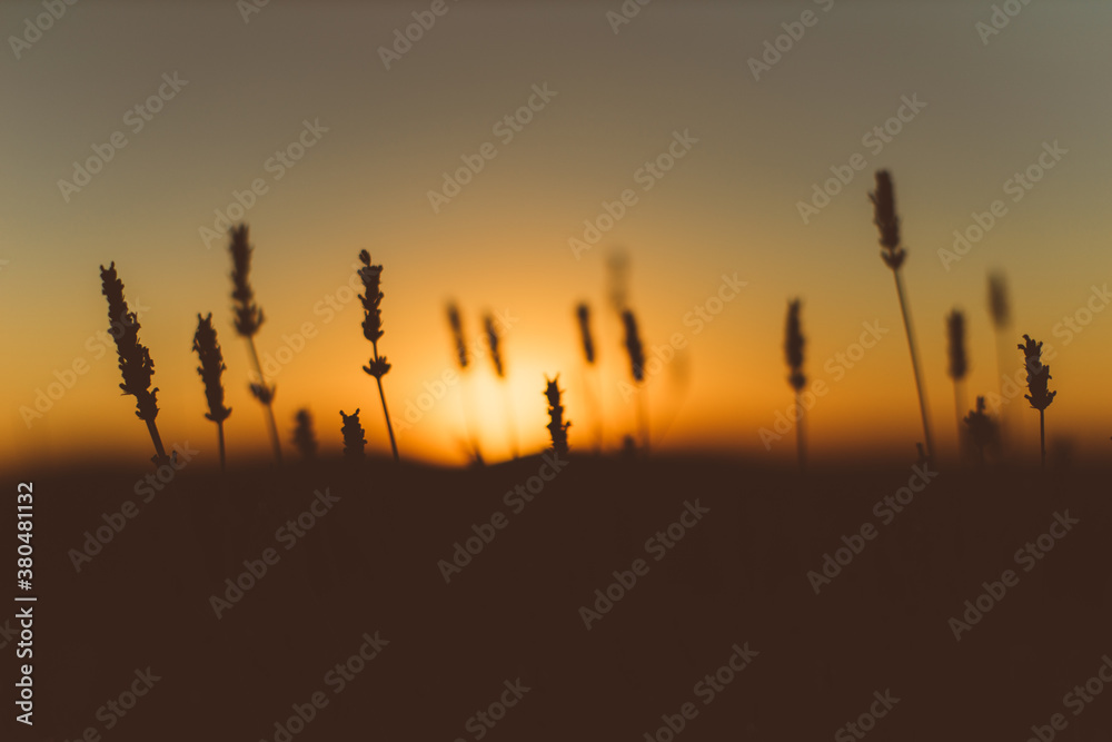 Macro shoot of plants and flowers at golden hour. Macro shoot of plants and flowers at golden hour.