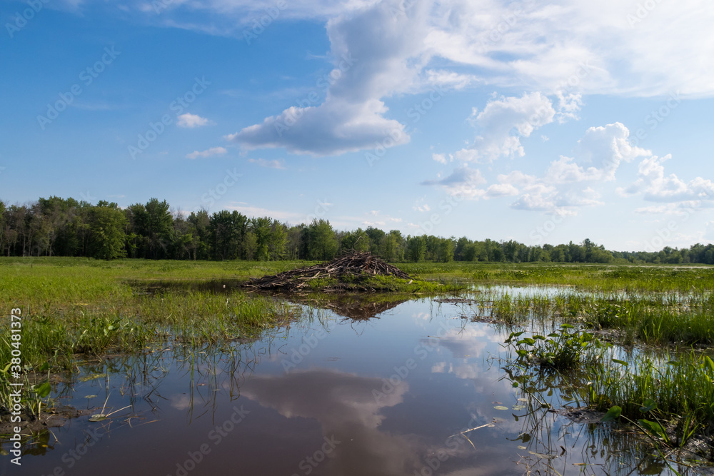 View of a beaver dam in the Plaisance national park, Quebec