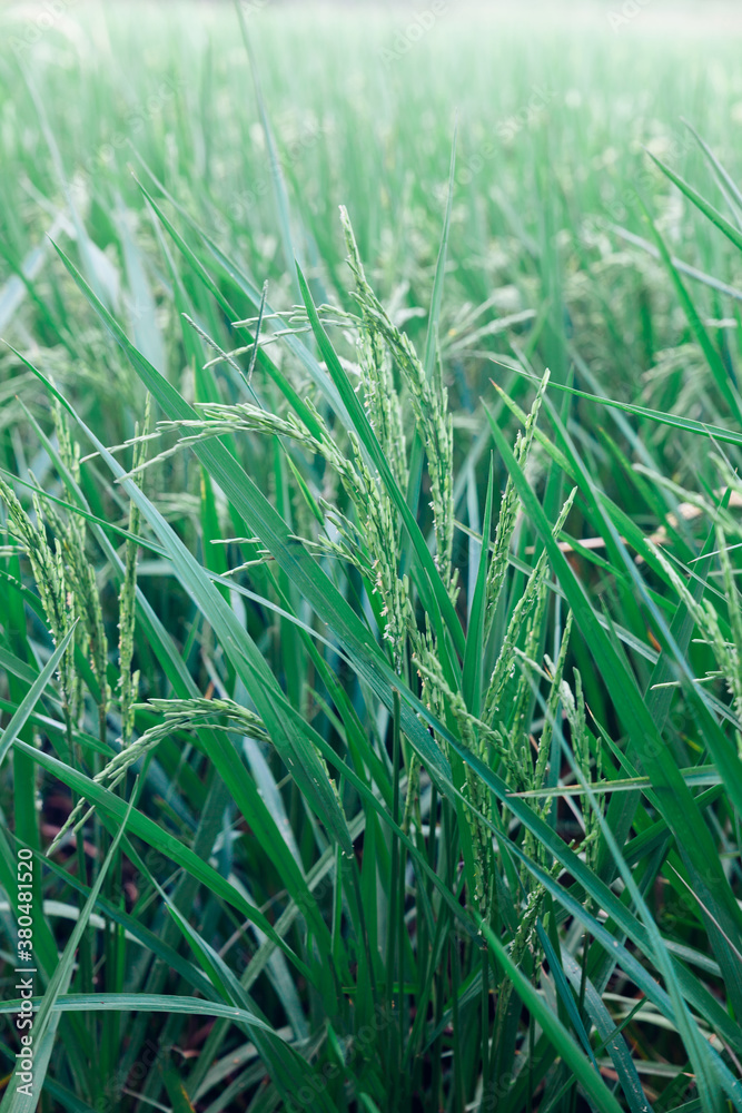 rice field rice field