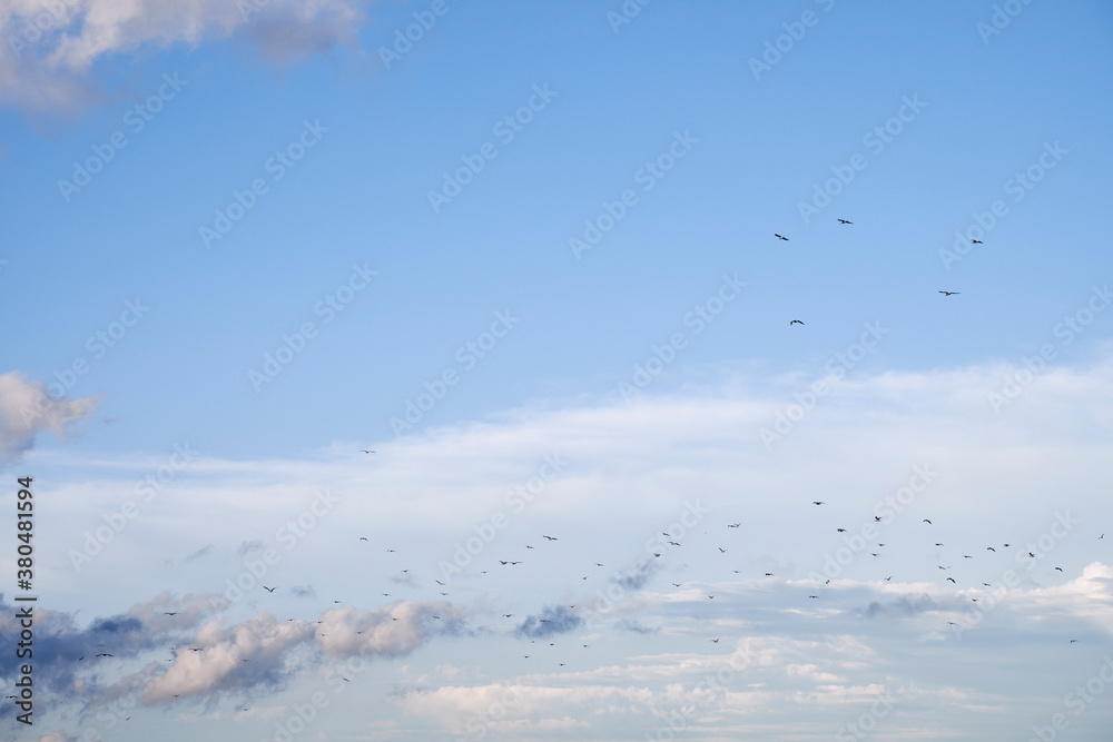 Flock of gulls flying at sunset. Norfolk, UK. Flock of gulls flying at sunset. Norfolk, UK.