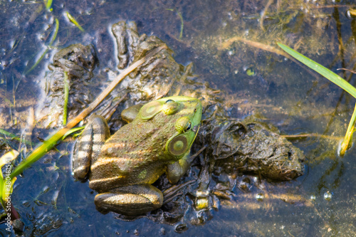 Dorsal view of a northern green frog (Lithobates clamitans), at the Plaisance national park, Quebec photo