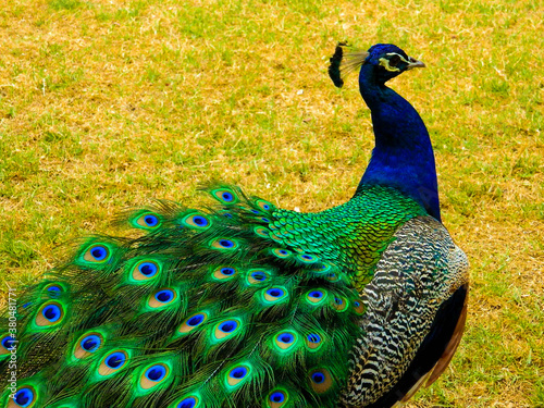 pavo real caminando en el pasto
