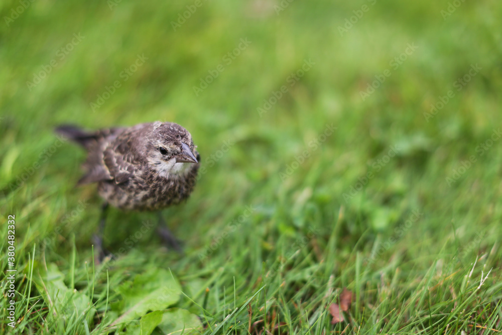 A Young Bird Rests In A Patch of Green Grass A Young Bird Rests In A Patch of Green Grass