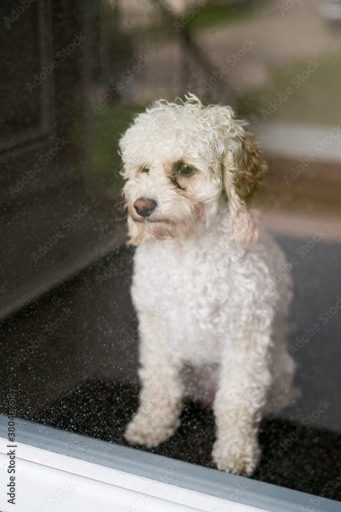 A puppy looks out of a rain covered glass door A puppy looks out of a rain covered glass door